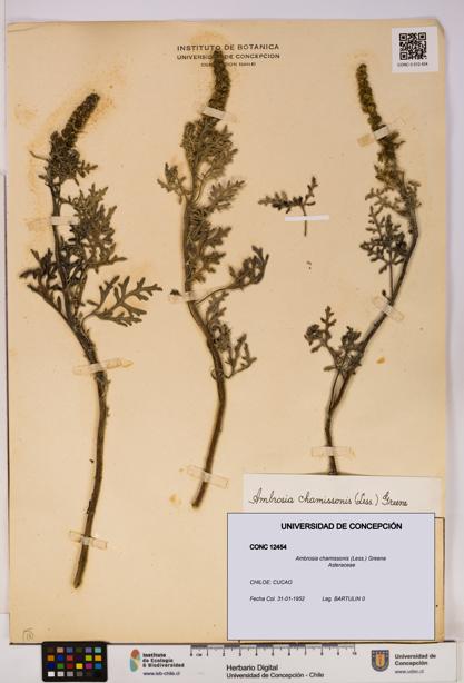 Ambrosia chamissonis [Espécimen: UDEC:CONC:0012454]