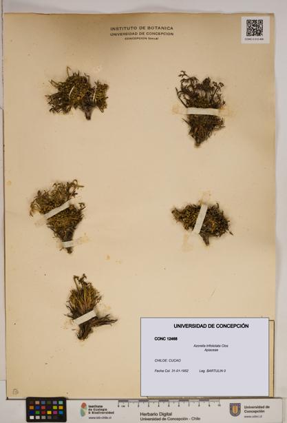 Azorella trifoliolata [Espécimen: ]