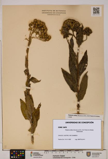 Pelseria otites [Espécimen: ]