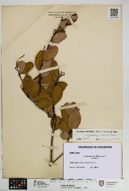 Cryptocarya alba [Espécimen: UDEC:CONC:0012479]