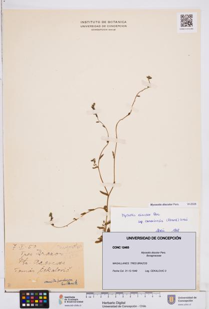 Myosotis discolor [Espécimen: ]