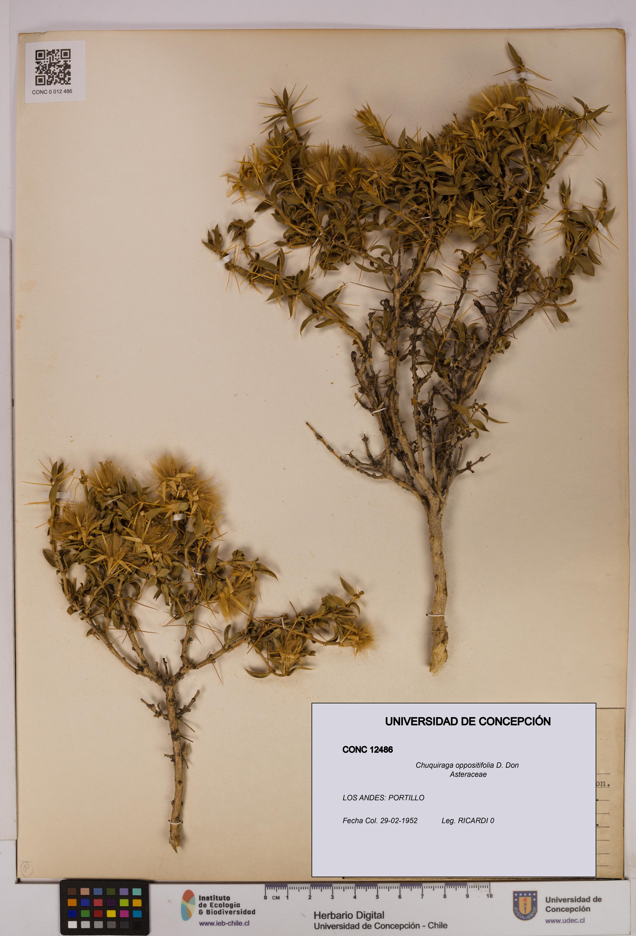 Chuquiraga oppositifolia [Espécimen: UDEC:CONC:0012486]