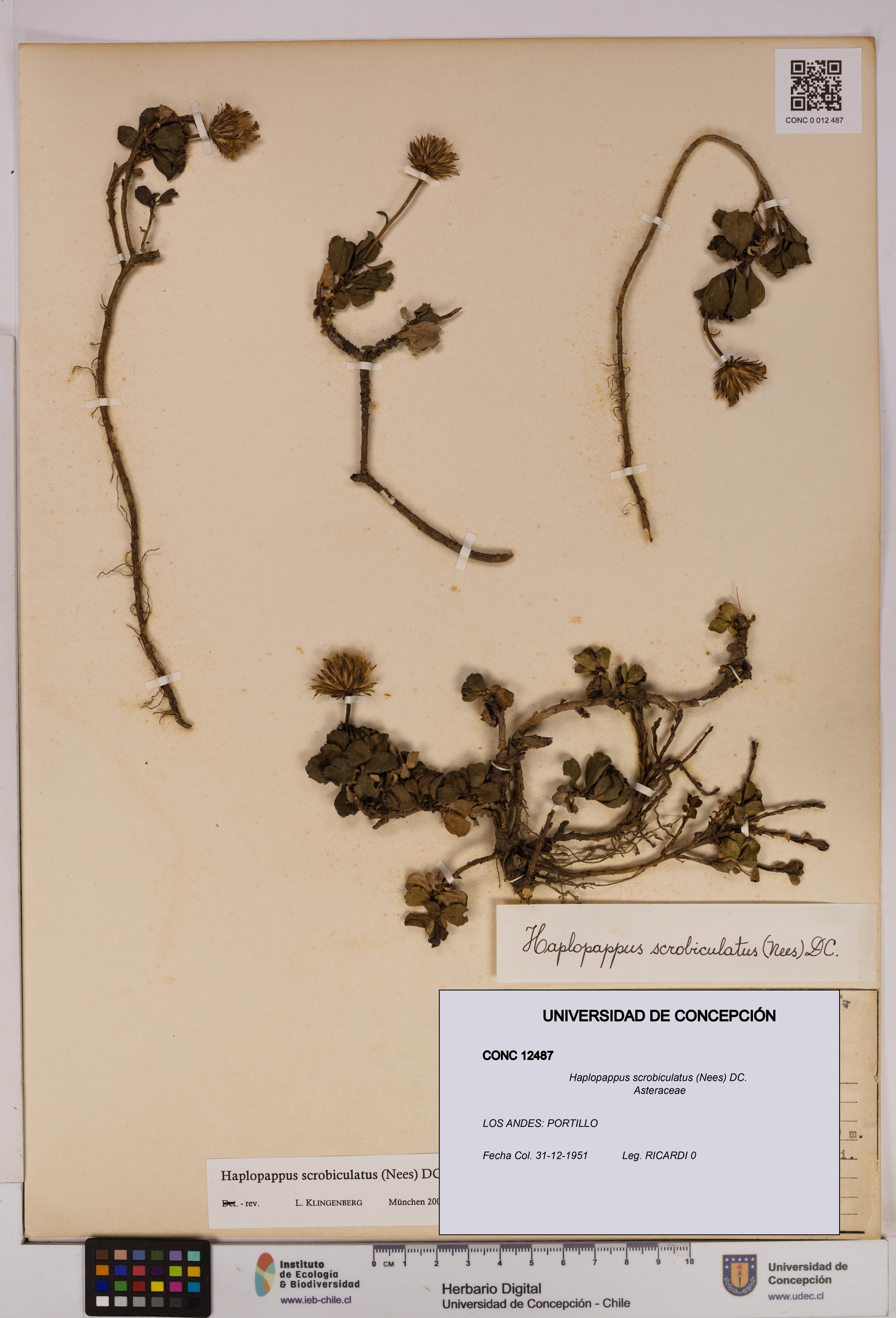 Haplopappus scrobiculatus [Espécimen: UDEC:CONC:0012487]