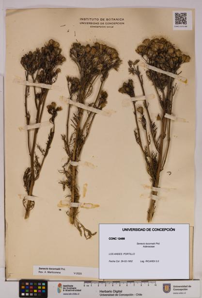 Senecio tocornalii [Espécimen: UDEC:CONC:0012488]