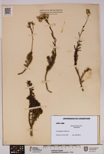 Senecio francisci [Espécimen: UDEC:CONC:0012489]