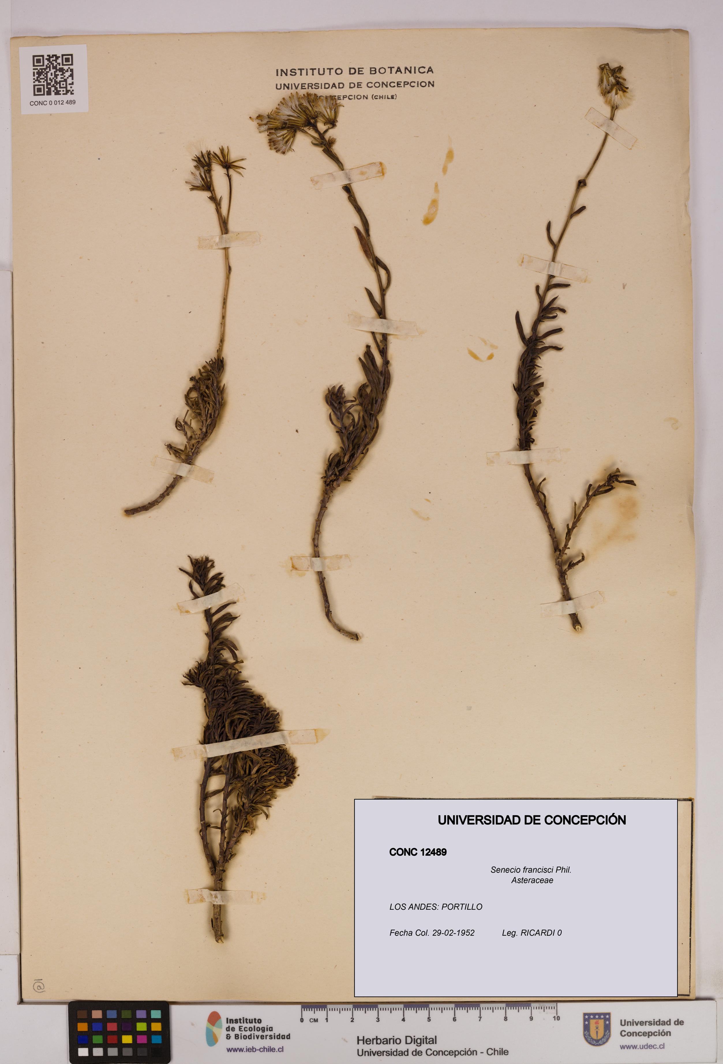 Senecio francisci [Espécimen: UDEC:CONC:0012489]