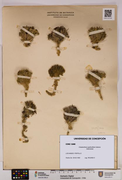 Chaetanthera spathulifolia [Espécimen: UDEC:CONC:0012490]
