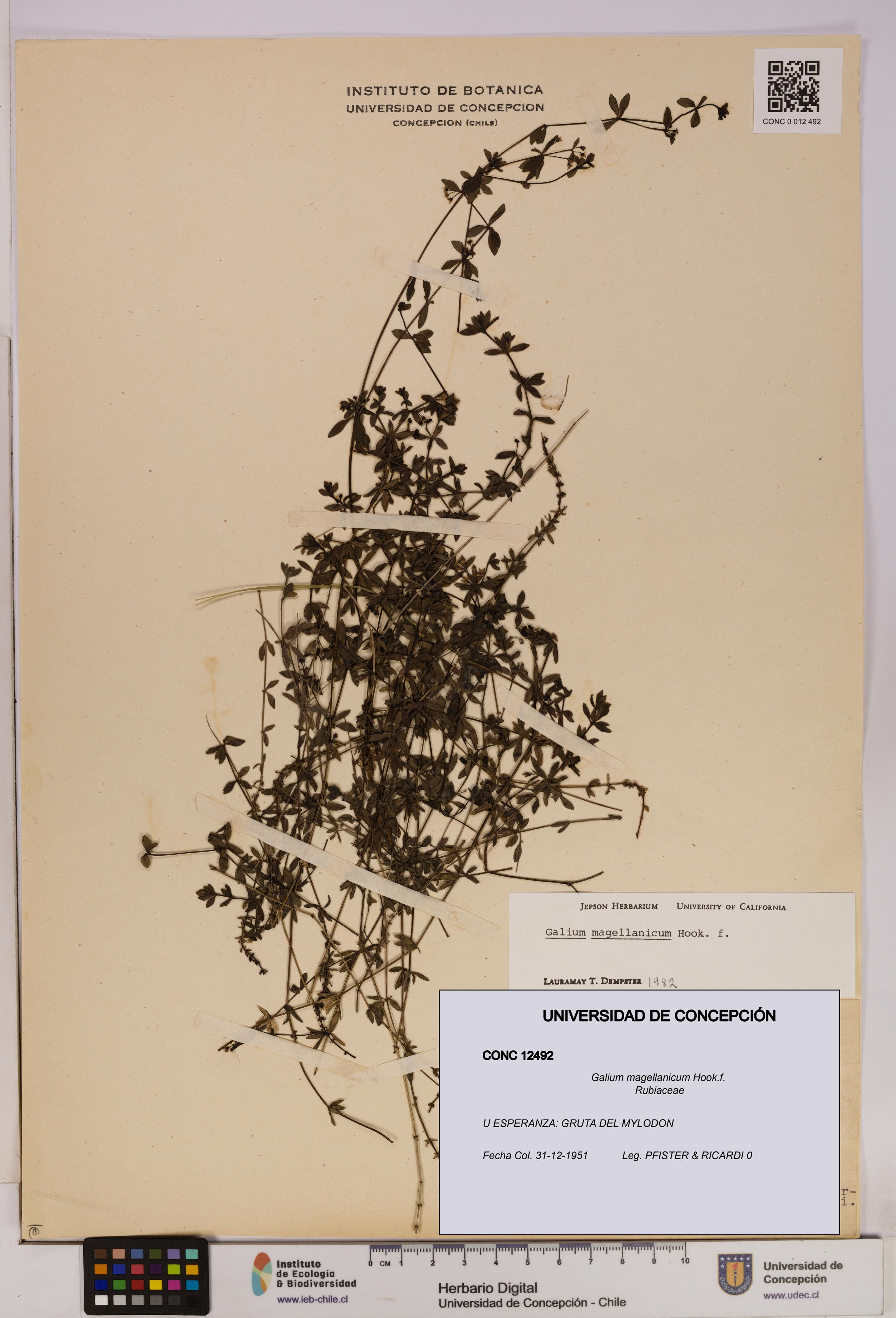 Galium magellanicum [Espécimen: UDEC:CONC:0012492]