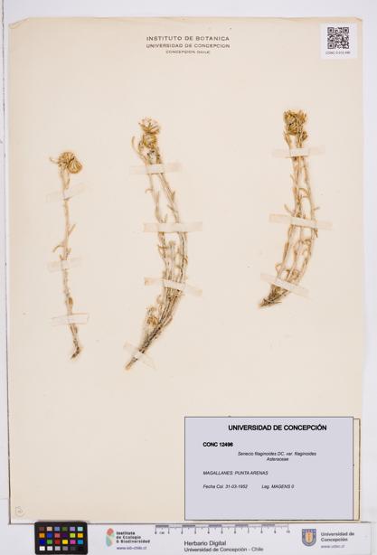 Senecio filaginoides var. filaginoides [Espécimen: ]