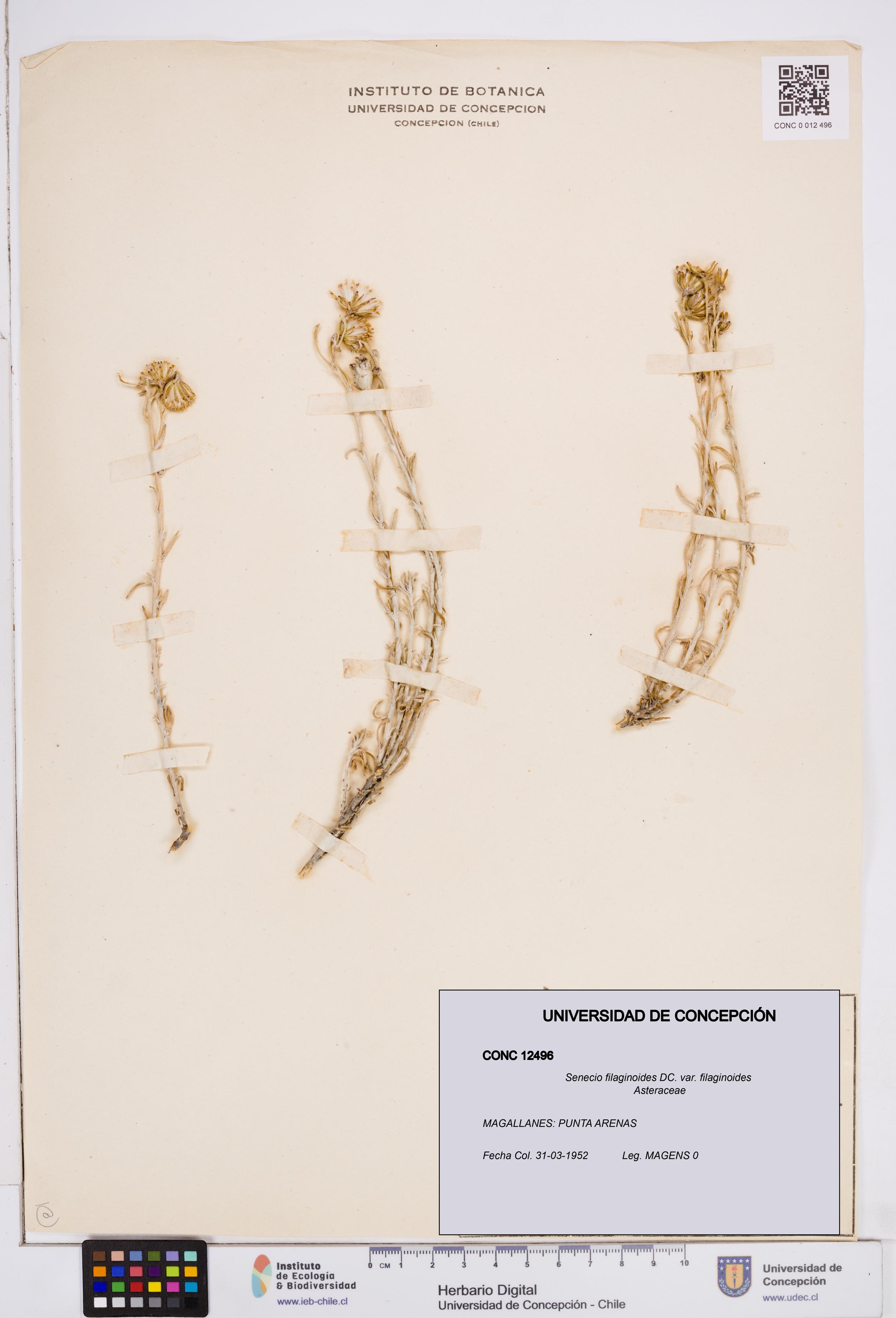 Senecio filaginoides var. filaginoides [Espécimen: ]