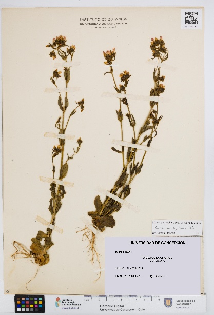 Centaurium erythraea [Espécimen: UDEC:CONC:0012511]