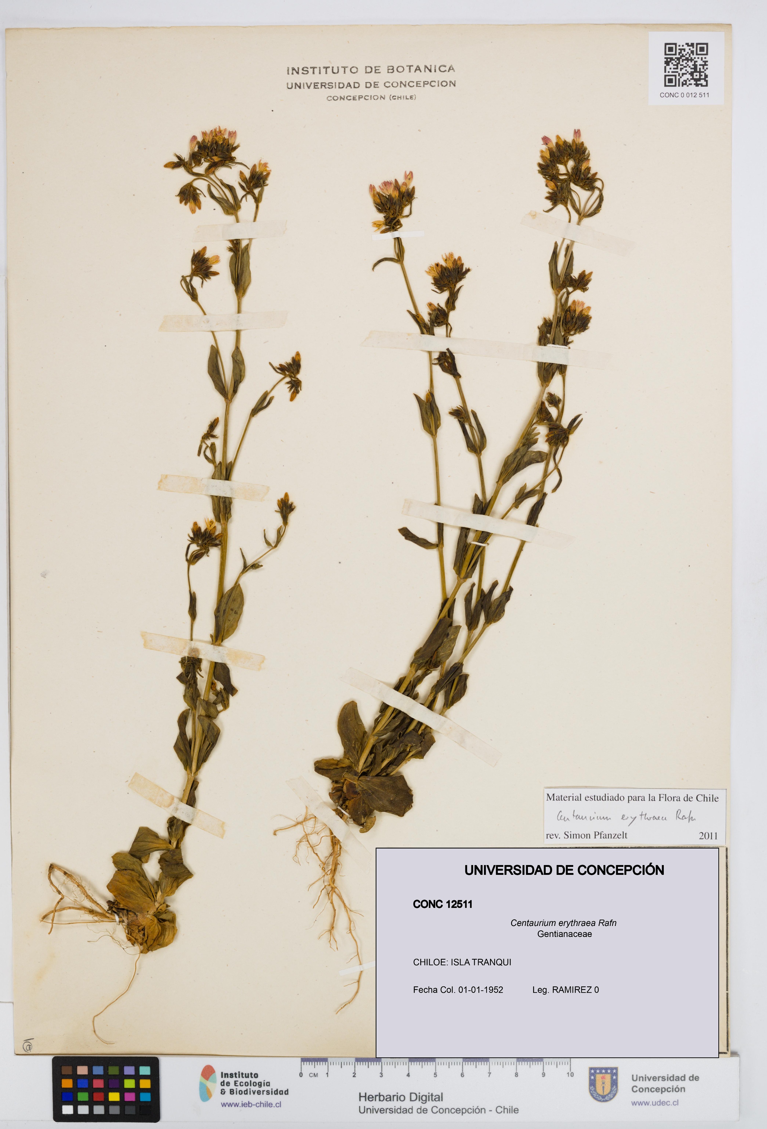 Centaurium erythraea [Espécimen: UDEC:CONC:0012511]