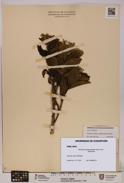 Baccharis sphaerocephala [Espécimen: UDEC:CONC:0012512]