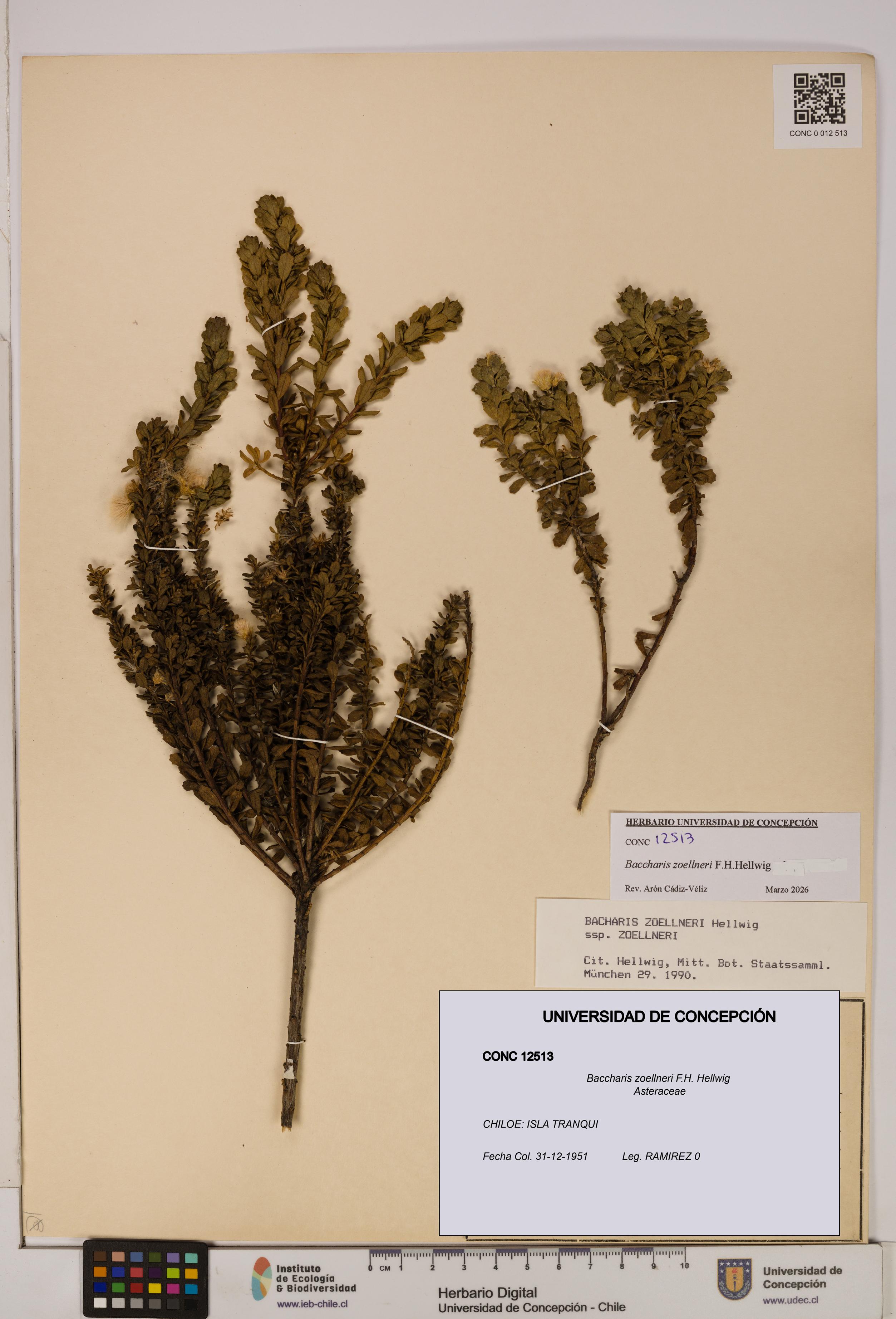 Baccharis zoellneri [Espécimen: UDEC:CONC:0012513]