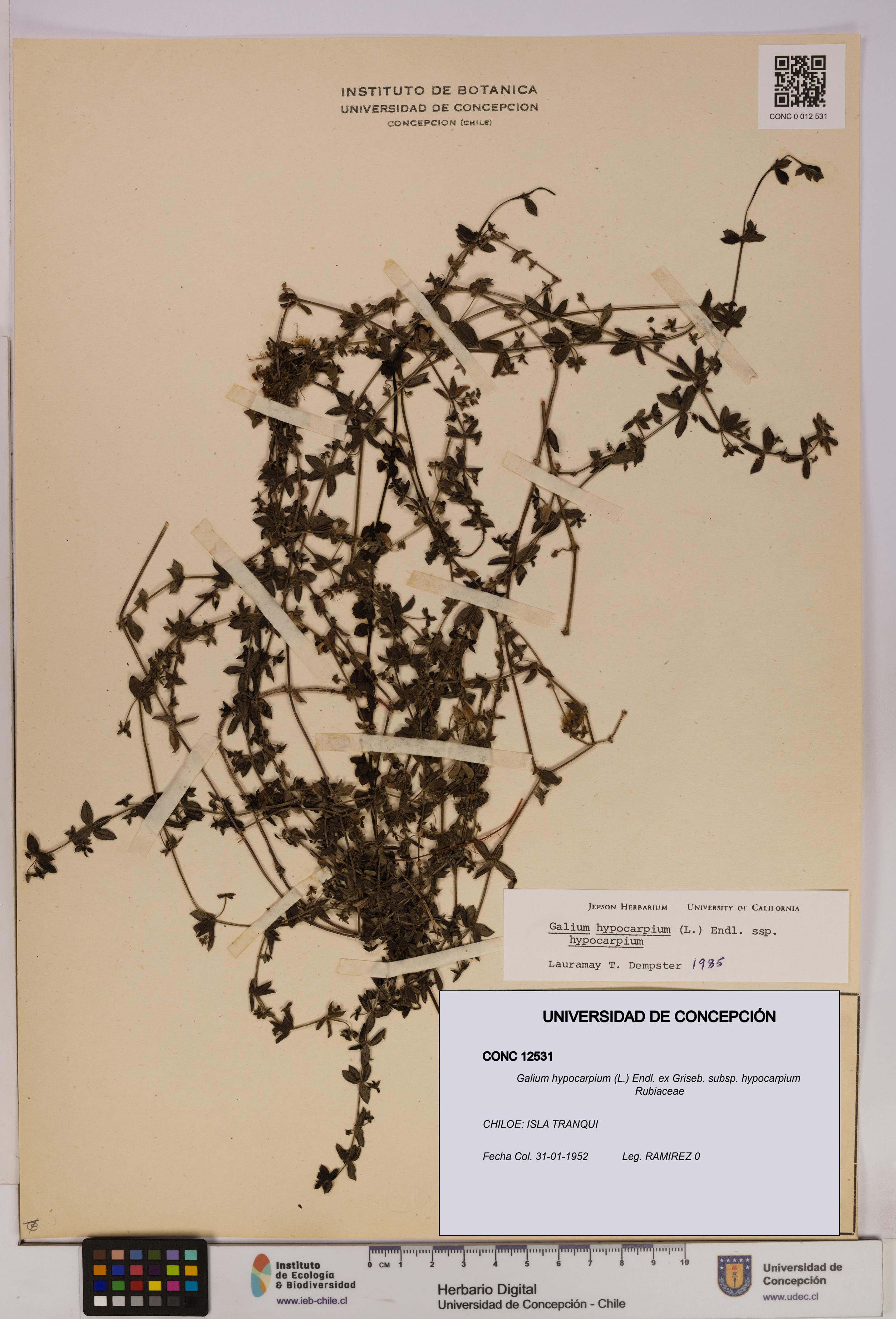 Galium hypocarpium subsp. hypocarpium [Espécimen: UDEC:CONC:0012531]