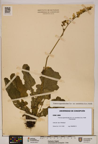 Francoa appendiculata var. sonchifolia [Espécimen: ]