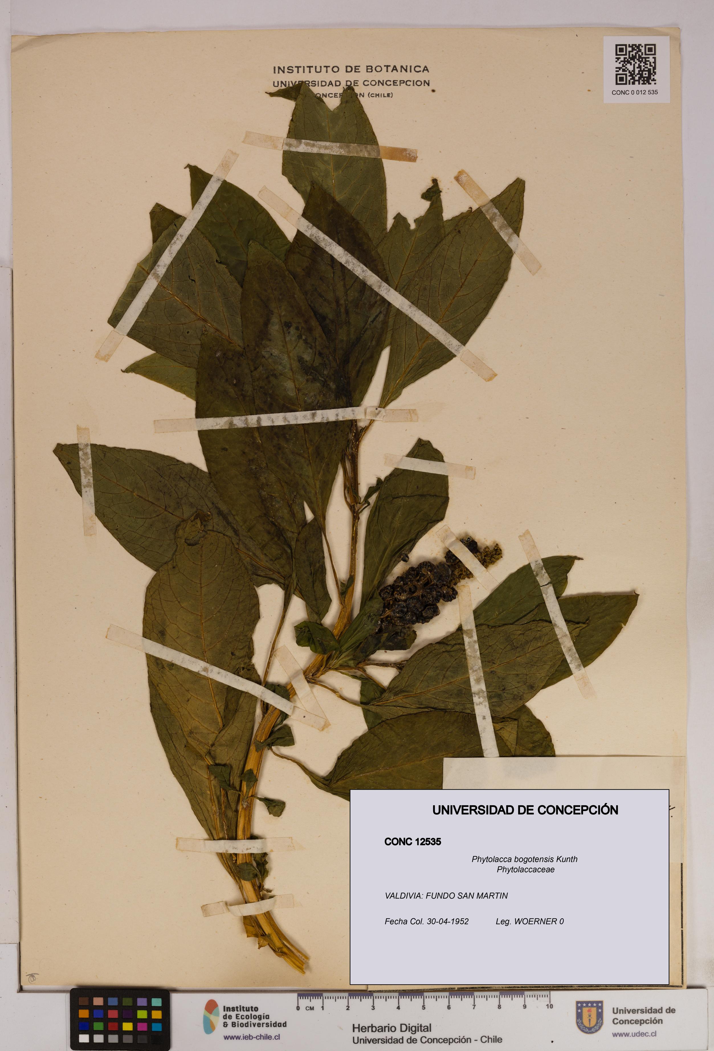 Phytolacca bogotensis [Espécimen: UDEC:CONC:0012535]