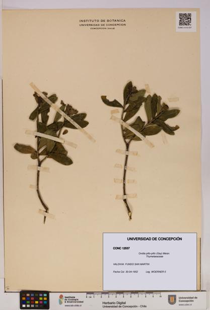 Ovidia pillo-pillo [Espécimen: UDEC:CONC:0012537]