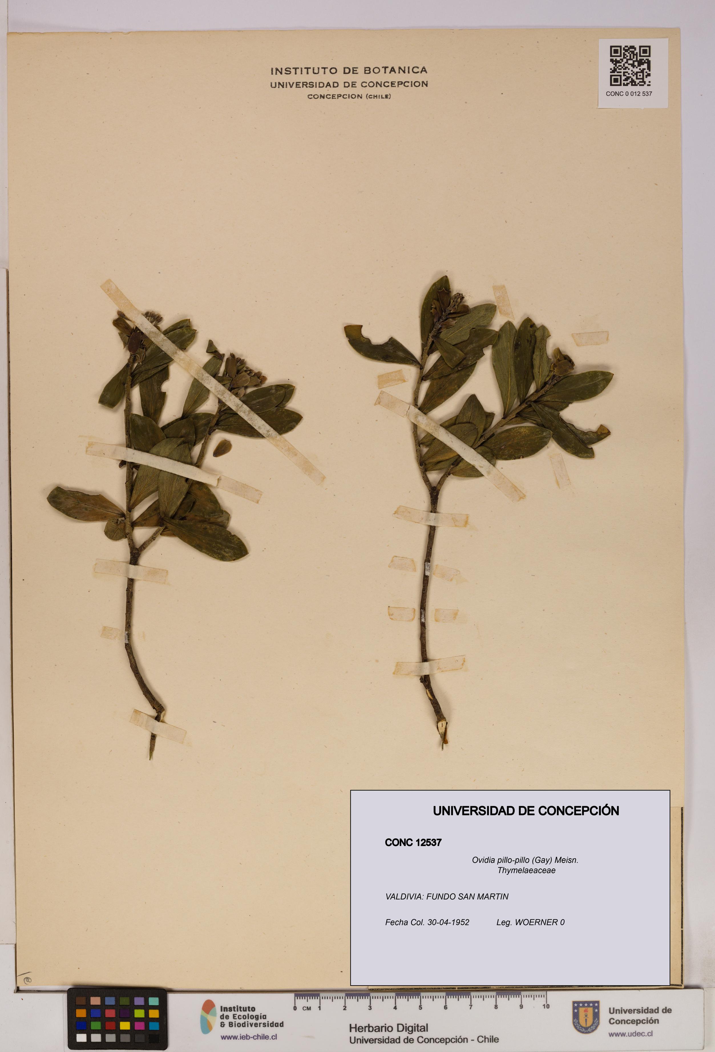 Ovidia pillo-pillo [Espécimen: UDEC:CONC:0012537]