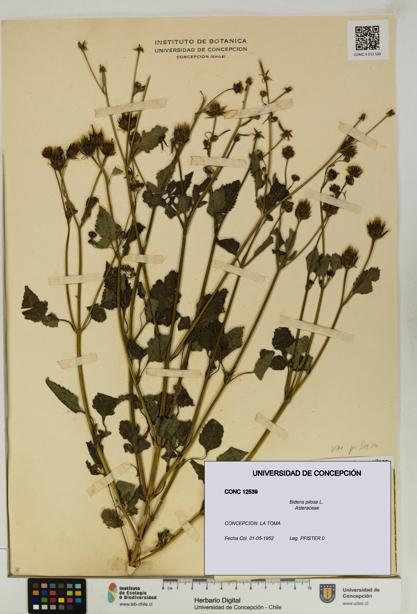 Bidens pilosa [Espécimen: UDEC:CONC:0012539]