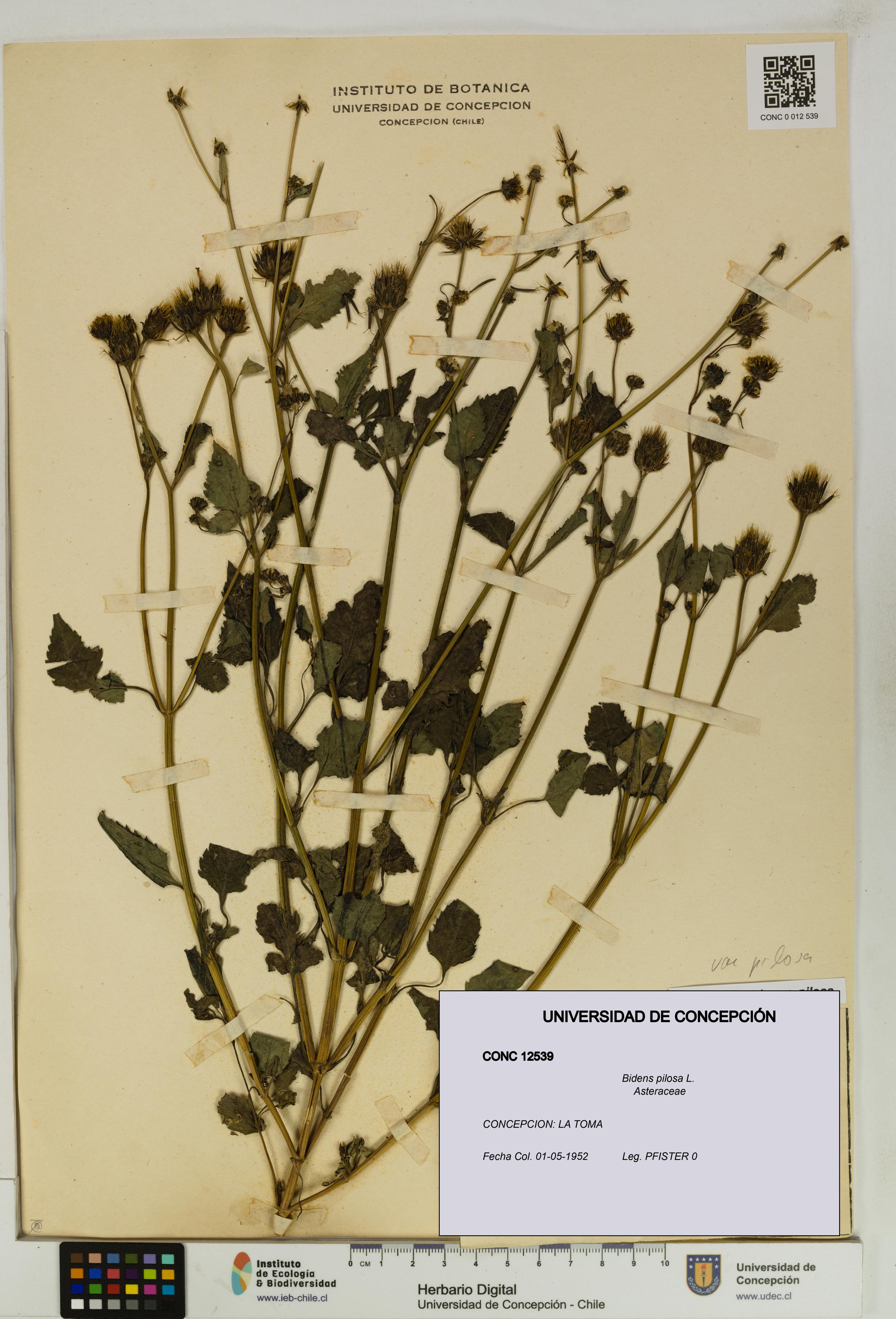Bidens pilosa [Espécimen: UDEC:CONC:0012539]