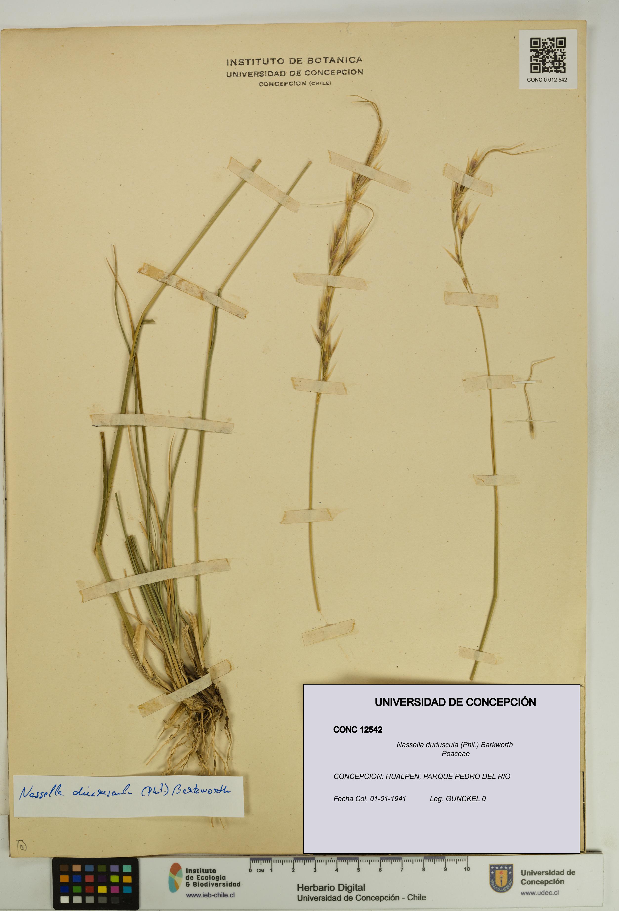 Nassella duriuscula [Espécimen: UDEC:CONC:0012542]