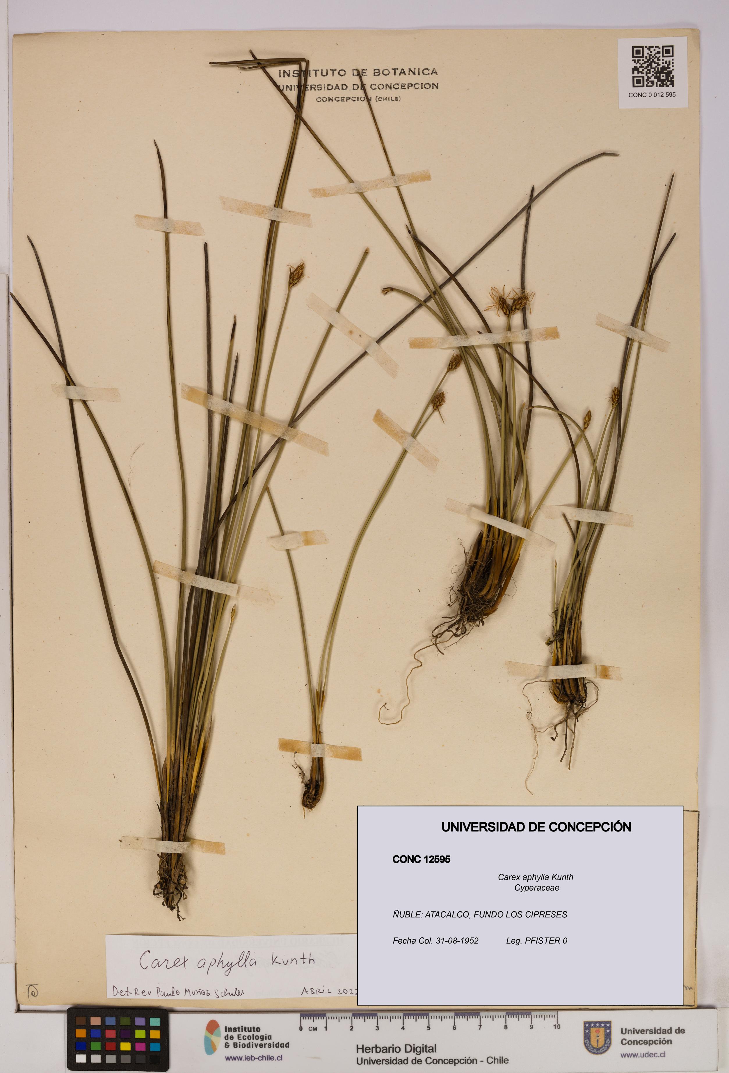 Carex aphylla [Espécimen: UDEC:CONC:0012595]