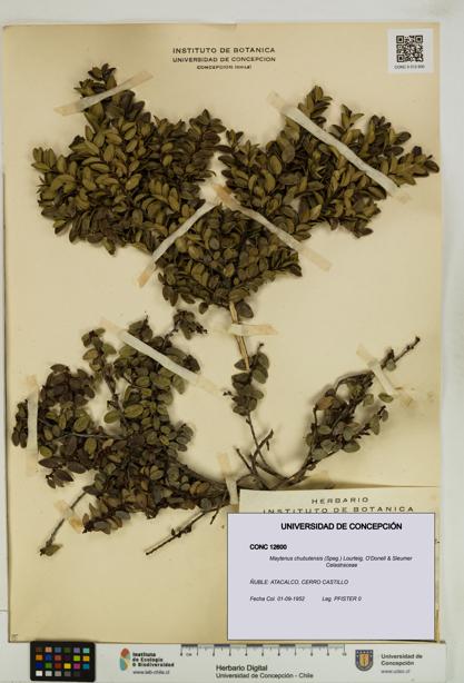 Maytenus chubutensis [Espécimen: UDEC:CONC:0012600]