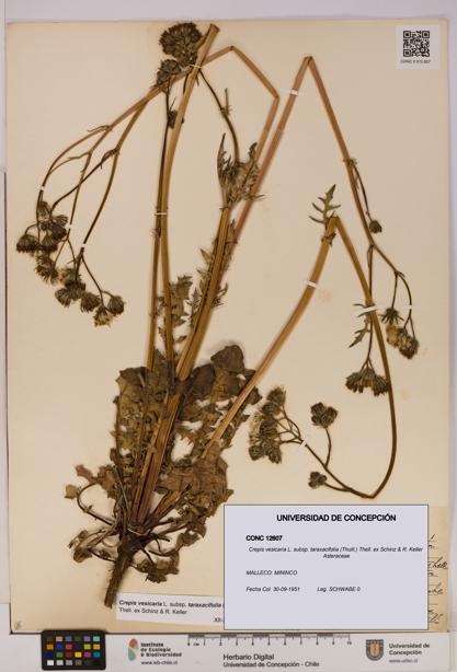 Crepis vesicaria [Espécimen: UDEC:CONC:0012607]
