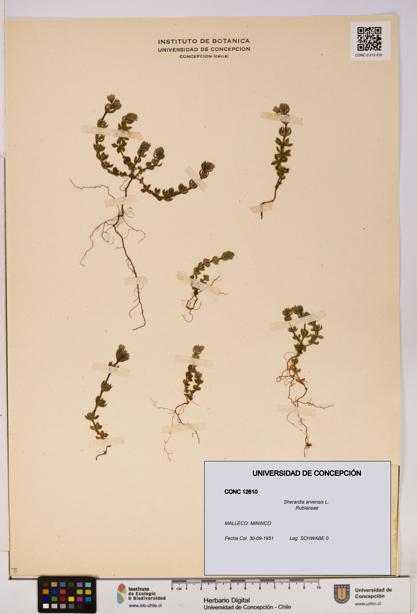 Sherardia arvensis [Espécimen: UDEC:CONC:0012610]