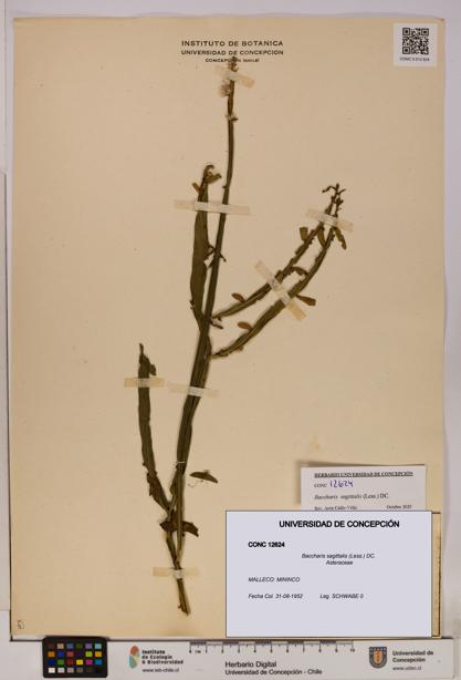Baccharis sagittalis [Espécimen: UDEC:CONC:0012624]