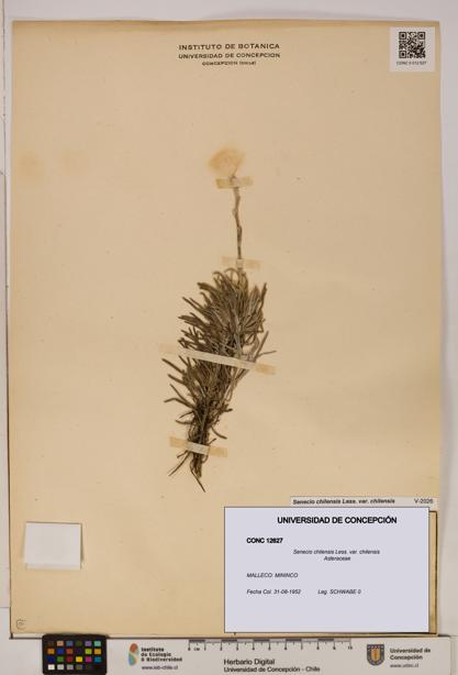 Senecio chilensis var. chilensis [Espécimen: UDEC:CONC:0012627]