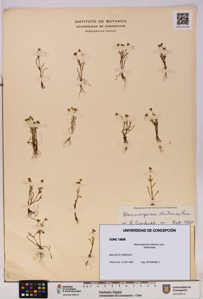 Blennosperma chilense [Espécimen: UDEC:CONC:0012638]