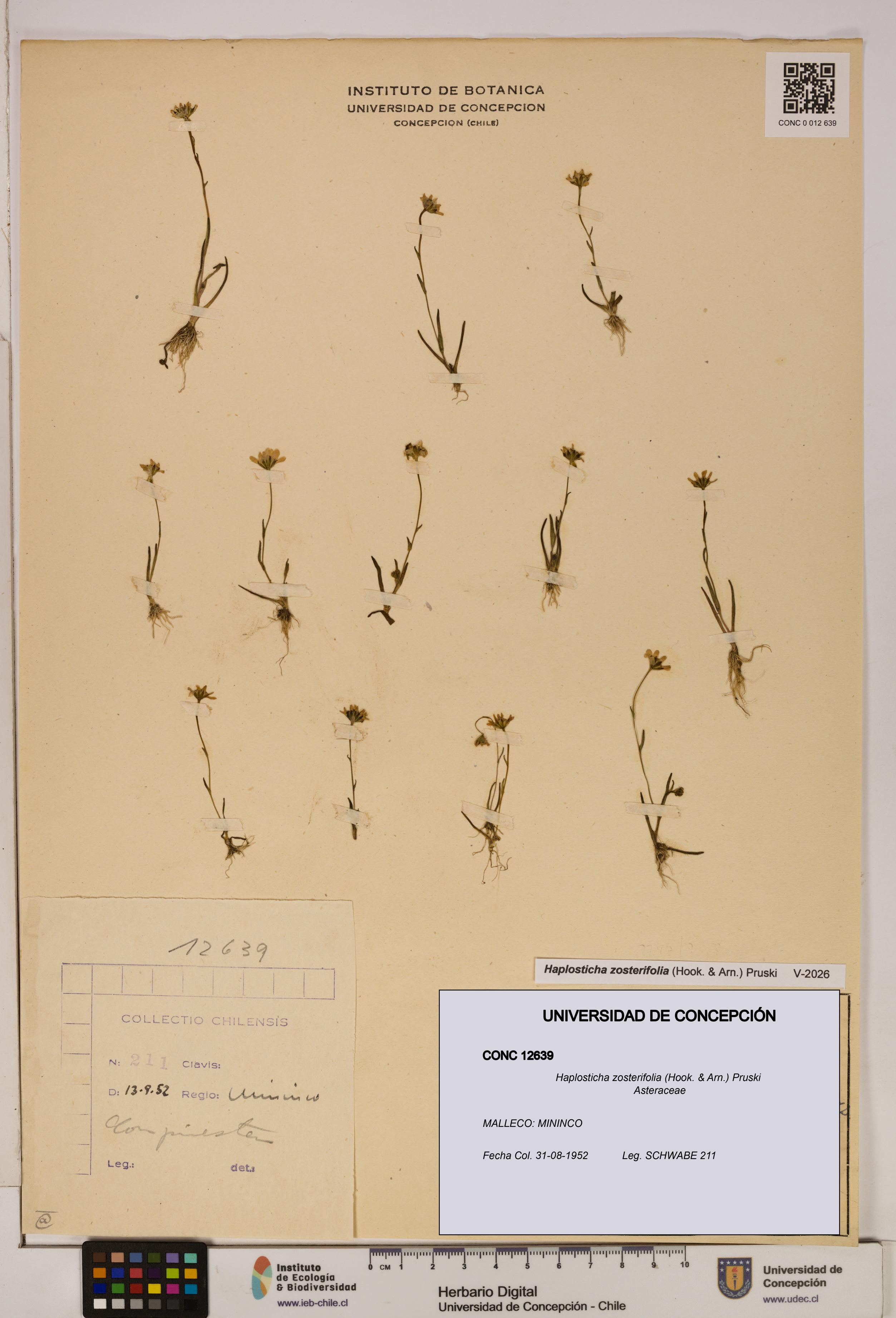Haplosticha zosterifolia [Espécimen: UDEC:CONC:0012639]