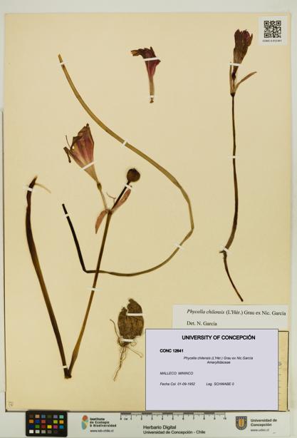 Phycella chilensis [Espécimen: UDEC:CONC:0012641]