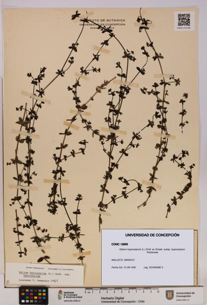 Galium hypocarpium subsp. hypocarpium [Espécimen: UDEC:CONC:0012655]
