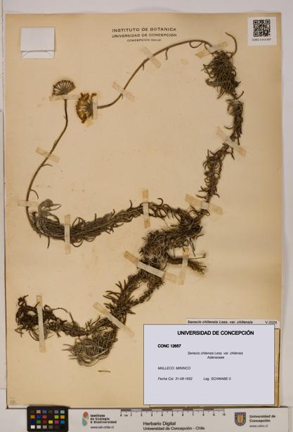 Senecio chilensis var. chilensis [Espécimen: UDEC:CONC:0012657]