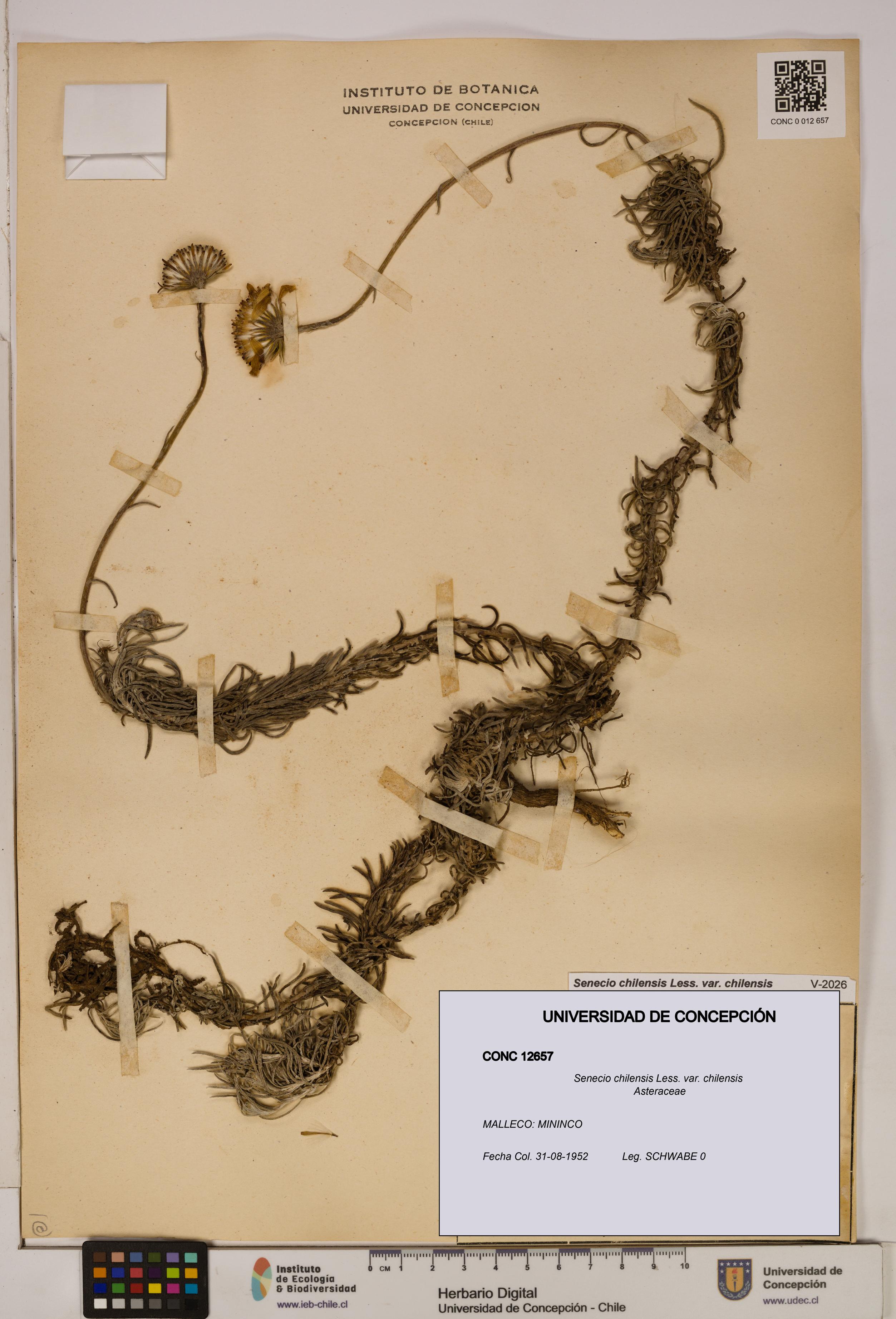 Senecio chilensis var. chilensis [Espécimen: UDEC:CONC:0012657]