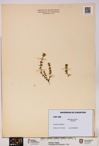 Sherardia arvensis [Espécimen: UDEC:CONC:0012660]