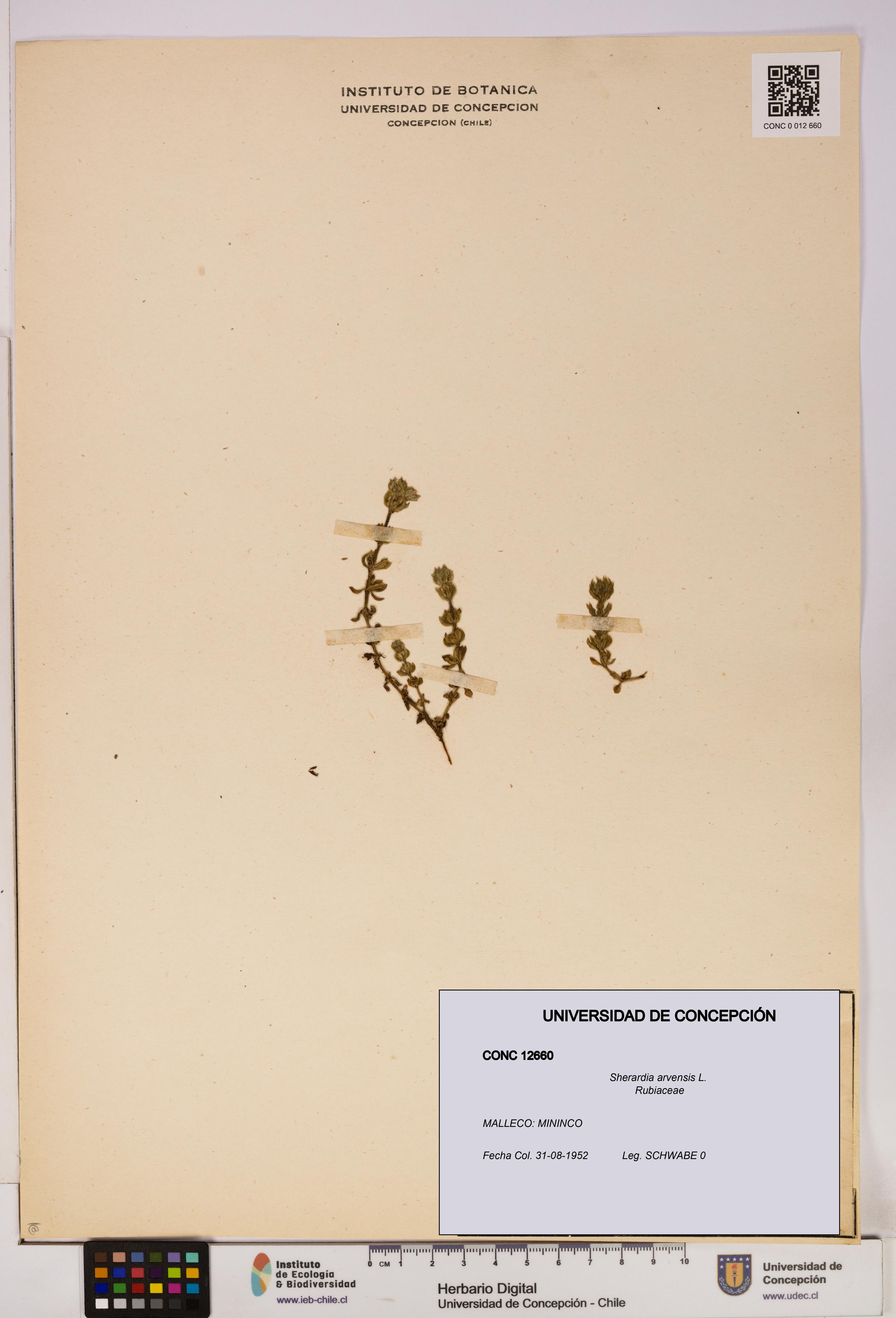 Sherardia arvensis [Espécimen: UDEC:CONC:0012660]