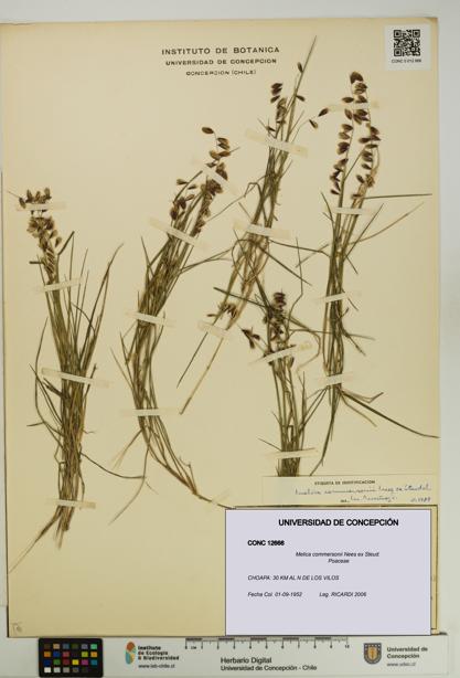 Melica commersonii [Espécimen: UDEC:CONC:0012666]