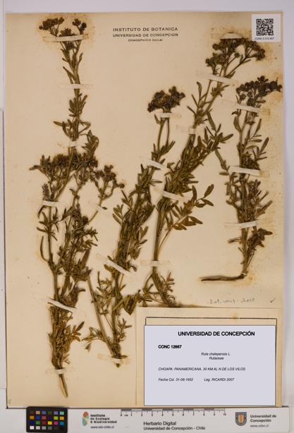 Ruta chalepensis [Espécimen: UDEC:CONC:0012667]