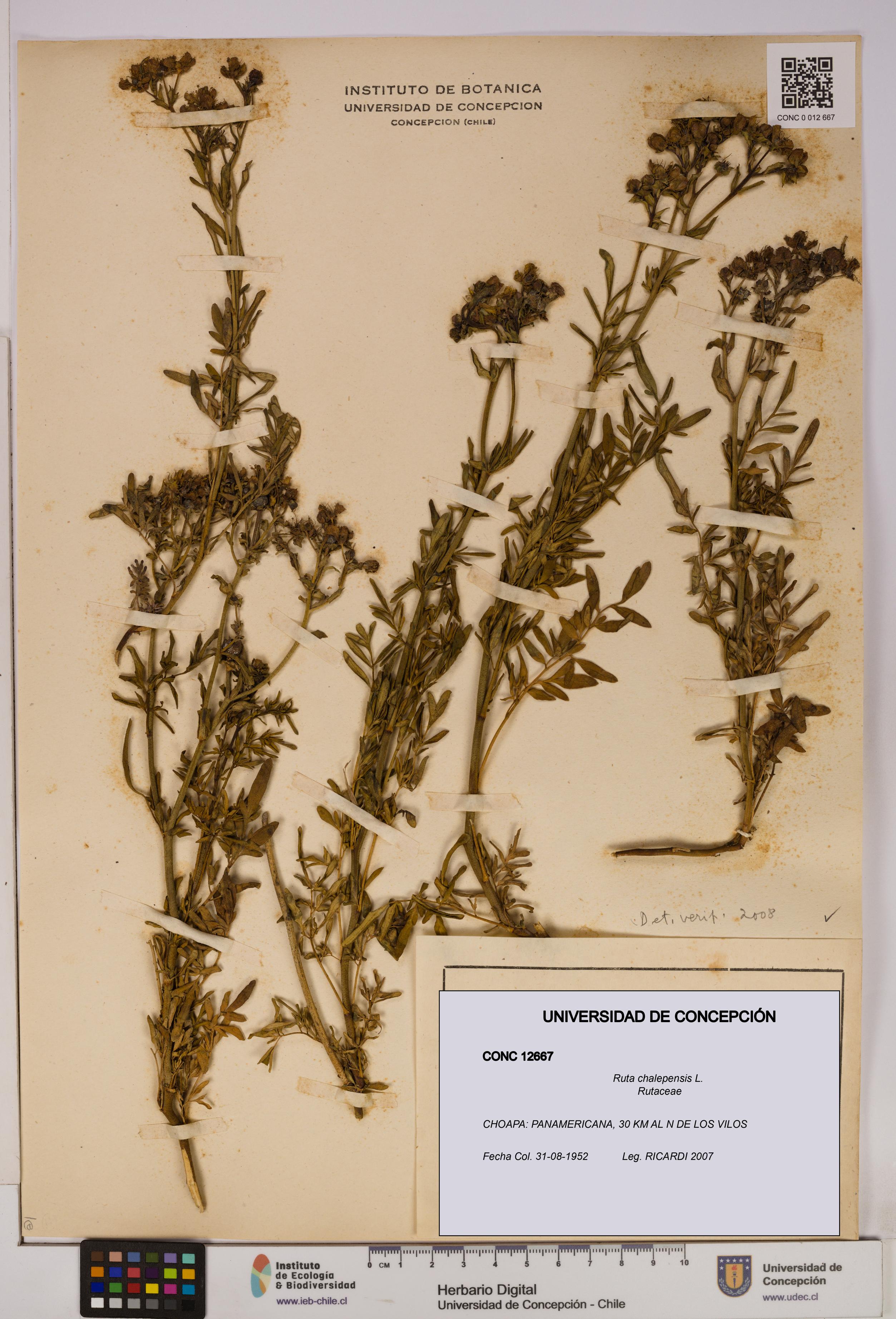 Ruta chalepensis [Espécimen: UDEC:CONC:0012667]