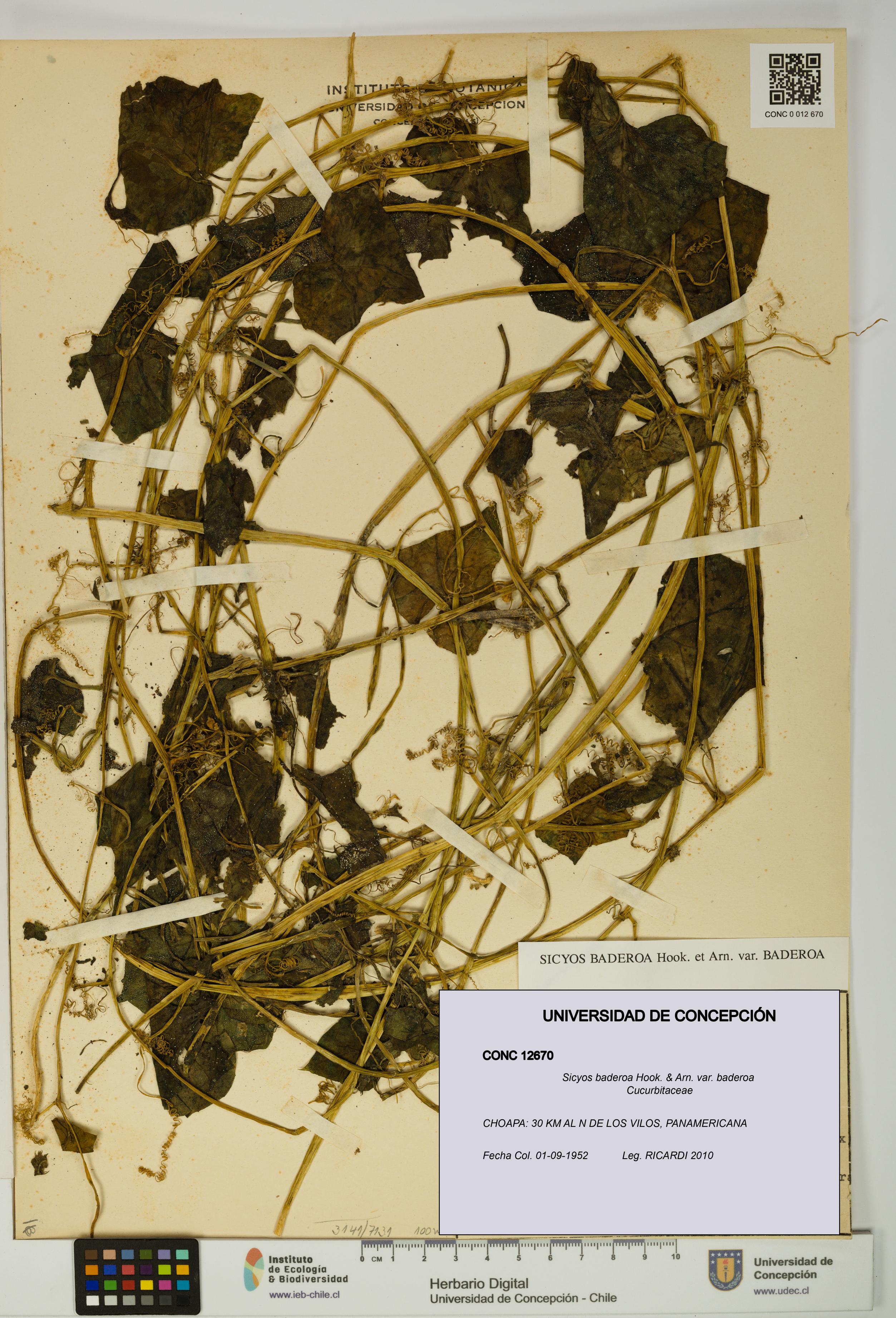 Sicyos baderoa var. baderoa [Espécimen: UDEC:CONC:0012670]