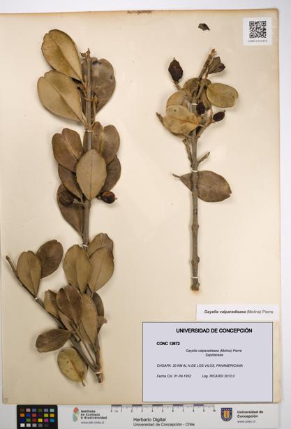 Gayella valparadisaea [Espécimen: UDEC:CONC:0012672]