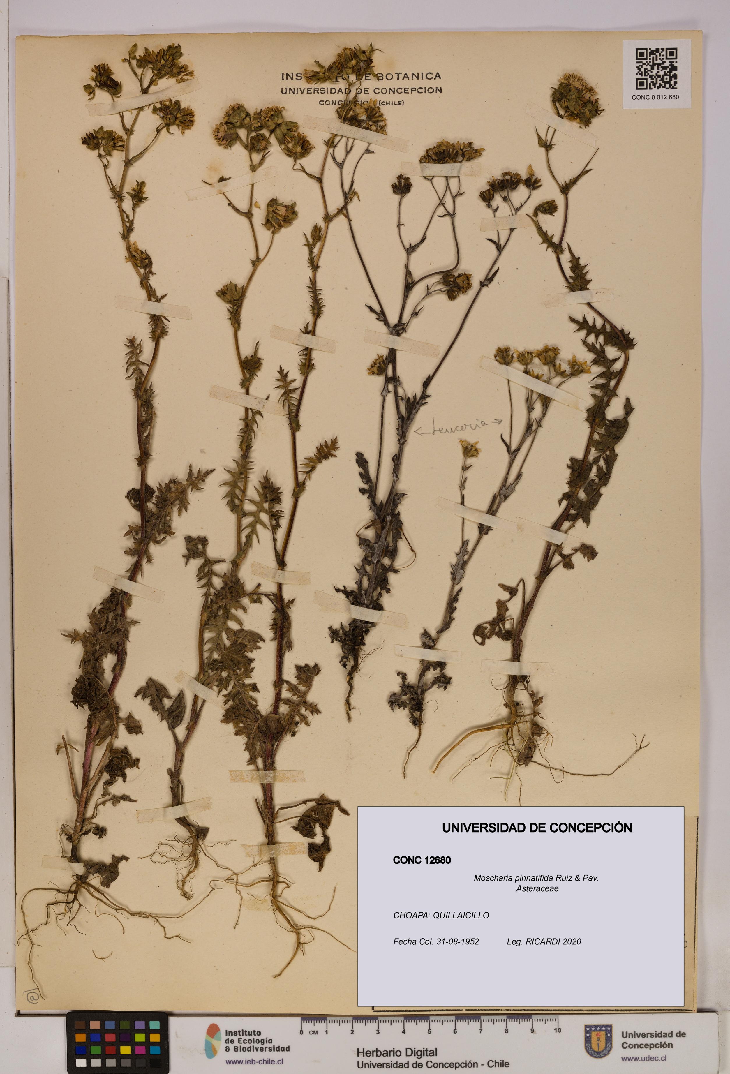 Moscharia pinnatifida [Espécimen: UDEC:CONC:0012680]