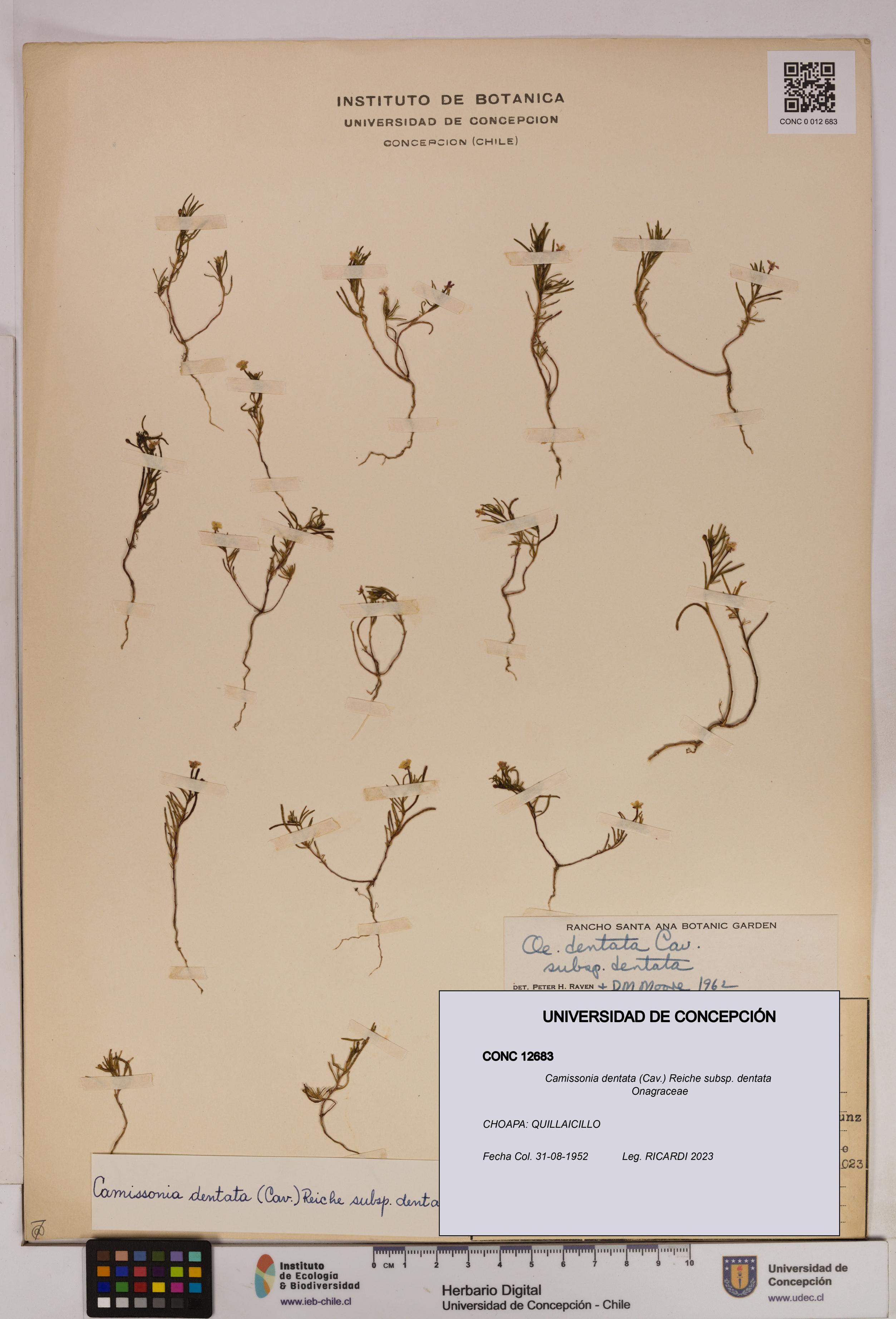 Camissonia dentata [Espécimen: UDEC:CONC:0012683]