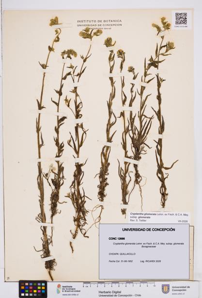 Cryptantha glomerata subsp. glomerata [Espécimen: ]