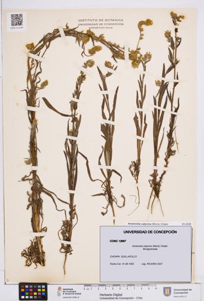 Amsinckia calycina [Espécimen: ]