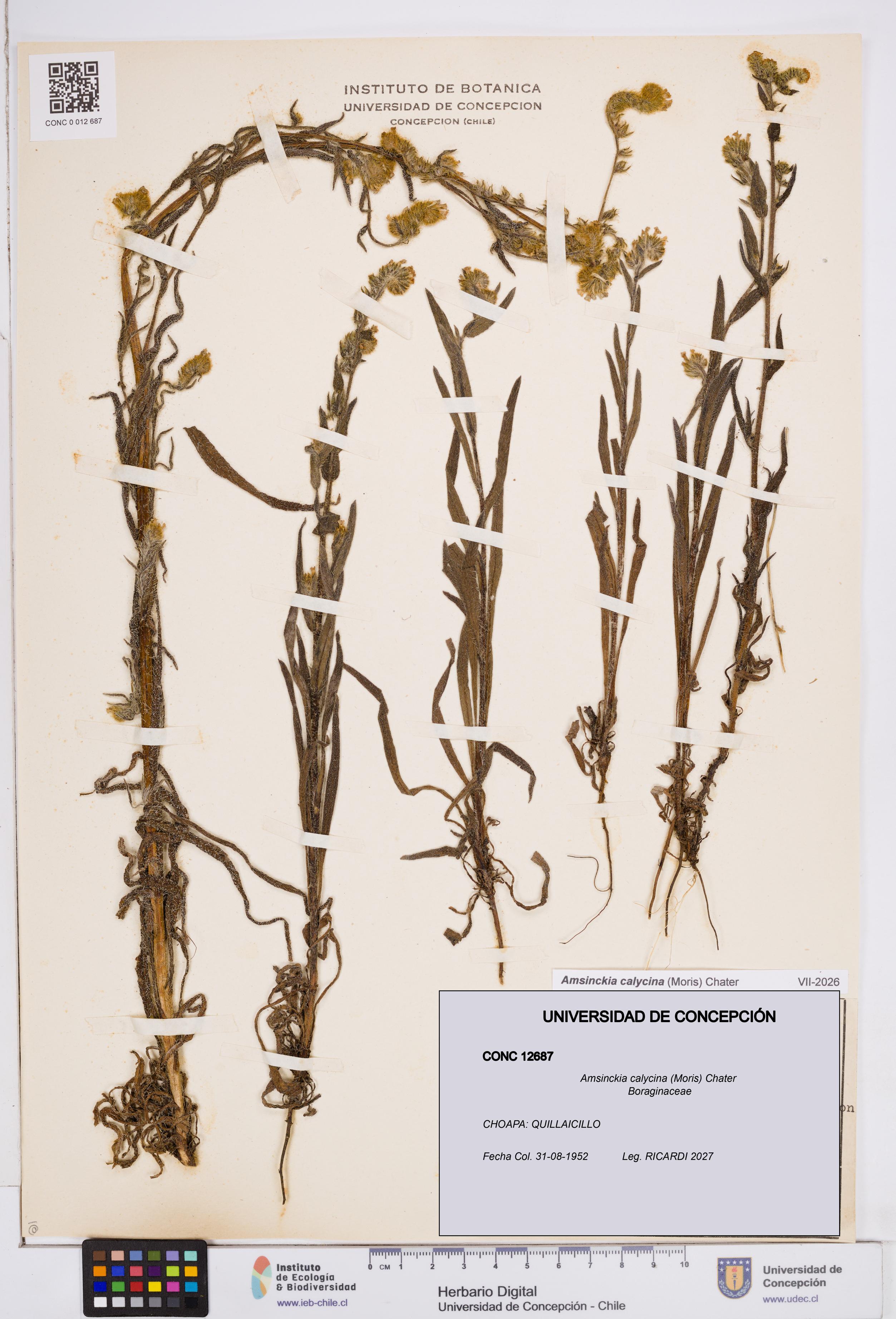 Amsinckia calycina [Espécimen: ]